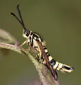 Penstemonia clarkei - Hodges#2618 - photo 4
