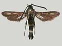 Penstemon Borer - Hodges#2620