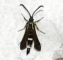 Penstemon Borer - Hodges#2620 - photo 2