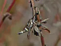 Penstemonia hennei - Hodges#2621 - photo 2