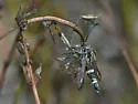 Penstemonia hennei - Hodges#2621 - photo 4