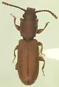 Pensus gilae
