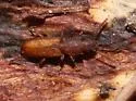 Pensus gilae - photo 3