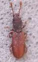 Pensus gilae - photo 5