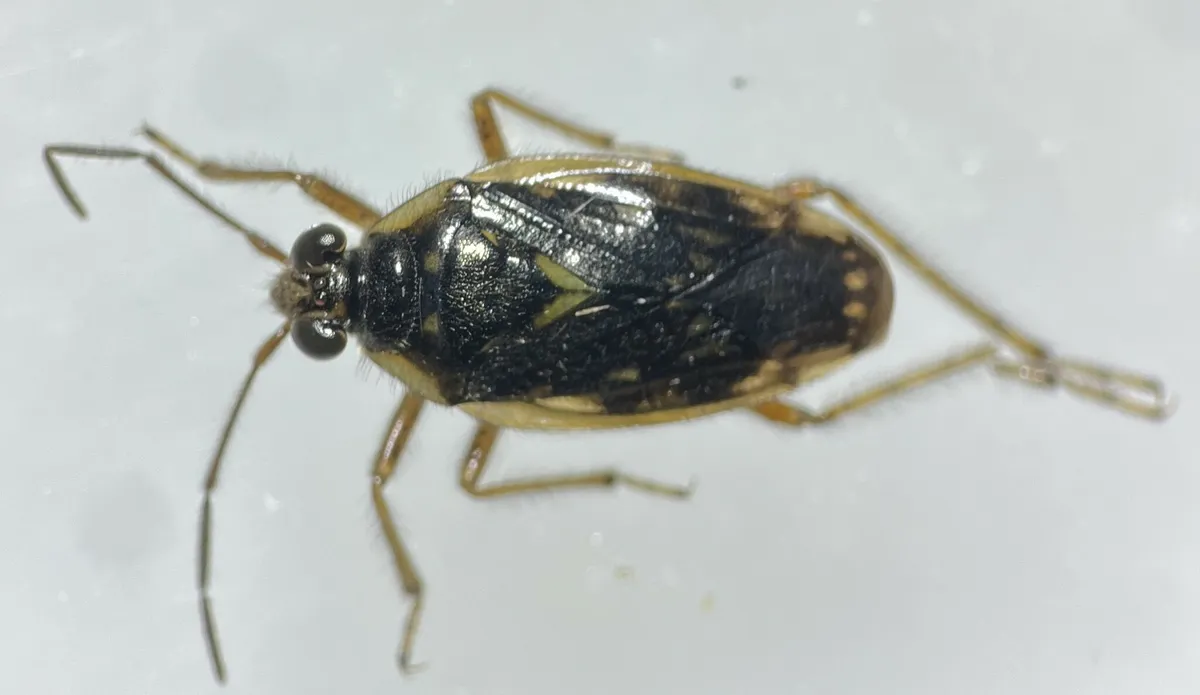Pentacora hirta - Pentacora hirta