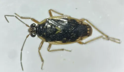 Pentacora hirta - photo 2