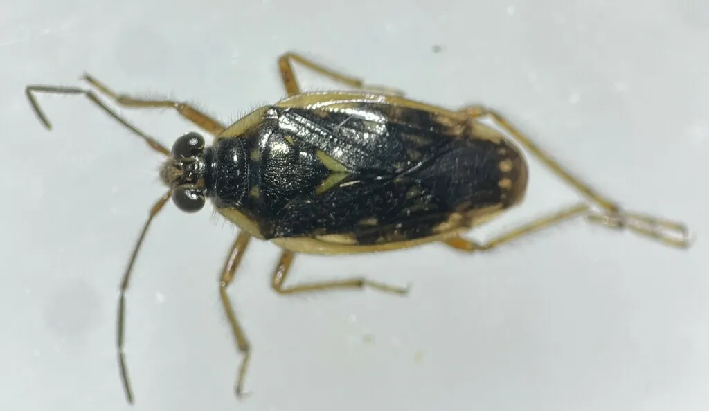 Pentacora hirta - photo 3