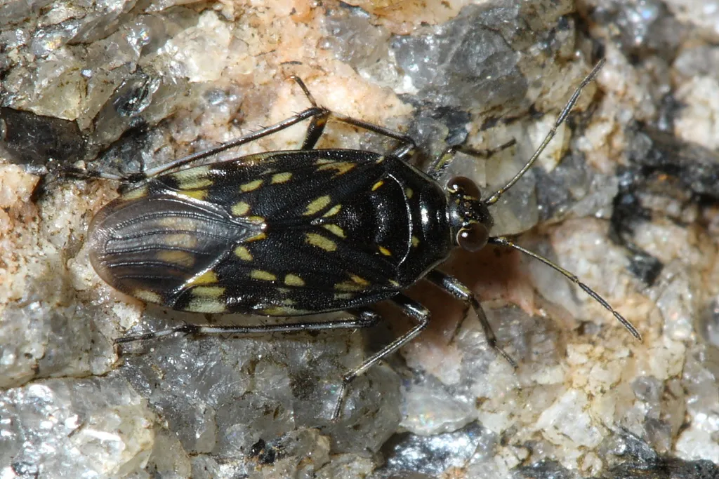 Pentacora ligata