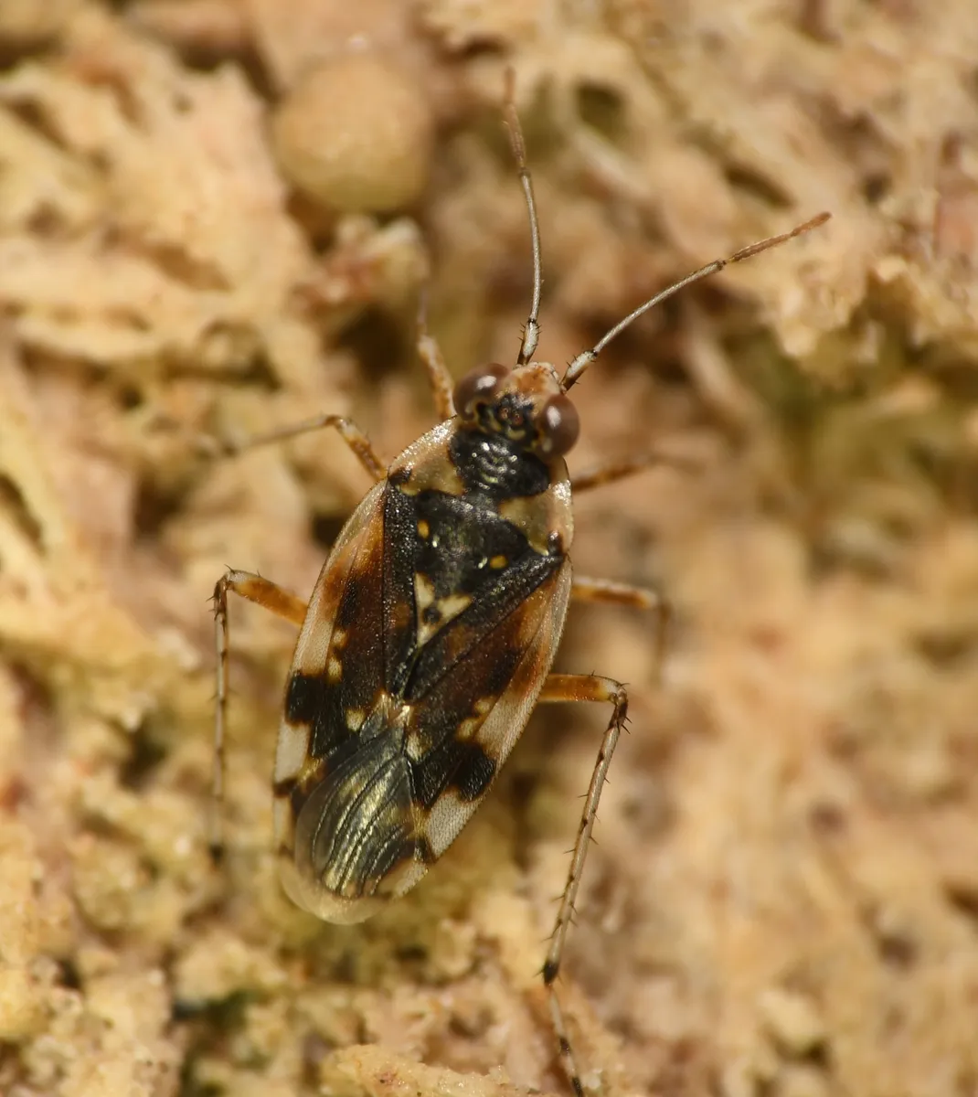 Pentacora signoreti - photo 2