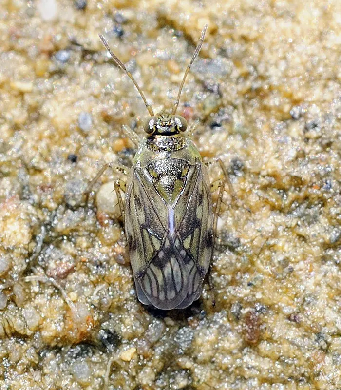 Pentacora sphacelata - photo 2