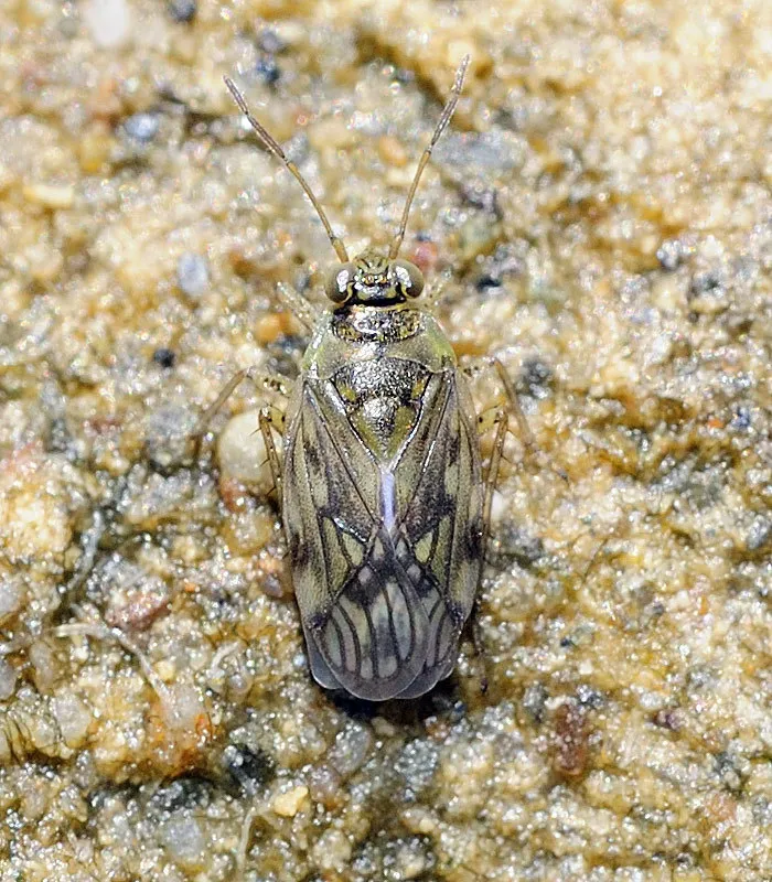 Pentacora sphacelata - photo 3