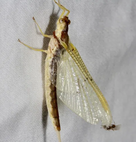 Pentagenia vittigera