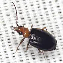 Pentagonica bicolor