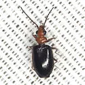 Pentagonica bicolor - photo 2