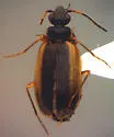 Pentagonica felix