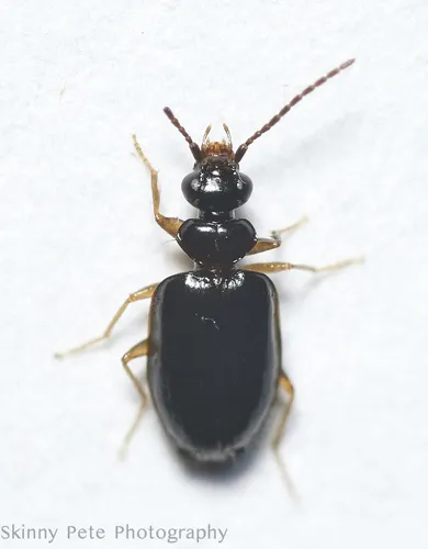 Pentagonica flavipes - photo 2