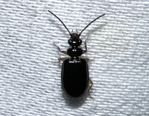 Pentagonica flavipes - photo 3