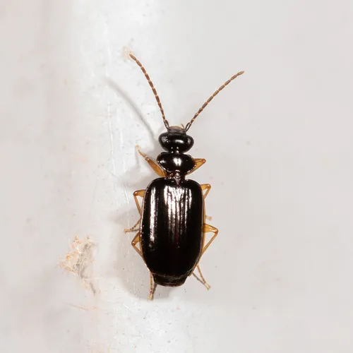 Pentagonica flavipes - photo 4