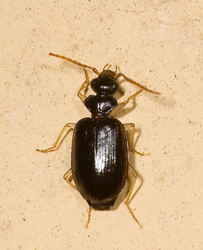 Pentagonica flavipes - photo 5
