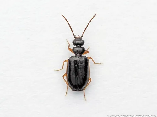 Pentagonica flavipes - photo 6