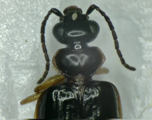 Pentagonica flavipes - photo 8