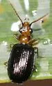 Pentagonica maculicornis