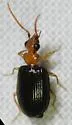 Pentagonica maculicornis - photo 2