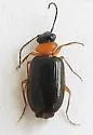 Pentagonica nigricornis
