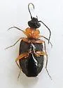 Pentagonica nigricornis - photo 2