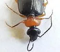Pentagonica nigricornis - photo 3