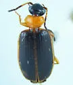 Pentagonica picticornis