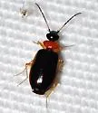 Pentagonica picticornis - photo 2