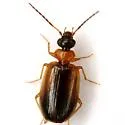 Pentagonica picticornis - photo 3