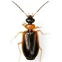 Pentagonica picticornis - photo 4