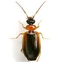 Pentagonica picticornis - photo 5