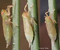 Pentagramma bivittata - Pentagramma bivittata