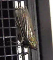 Pentagramma douglasensis