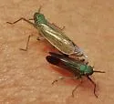 Pentagramma douglasensis - photo 2