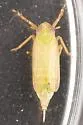Pentagramma longistylata