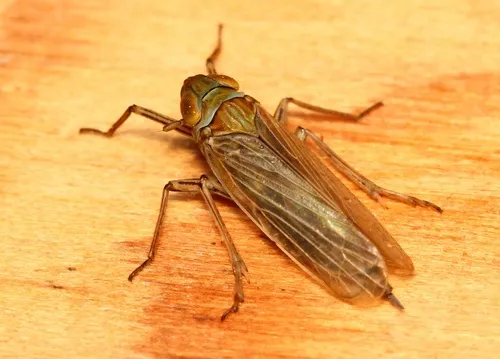 Pentagramma vittatifrons