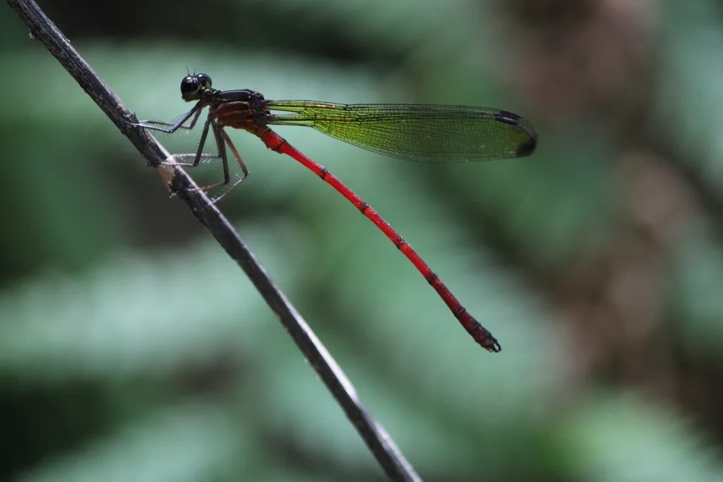 Pentaphlebiidae - photo 2