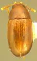 Pentaphyllus californicus