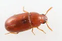 Pentaphyllus californicus - photo 2