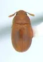 Pentaphyllus pallidus - photo 2