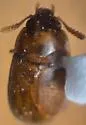 Pentaphyllus pallidus - photo 3