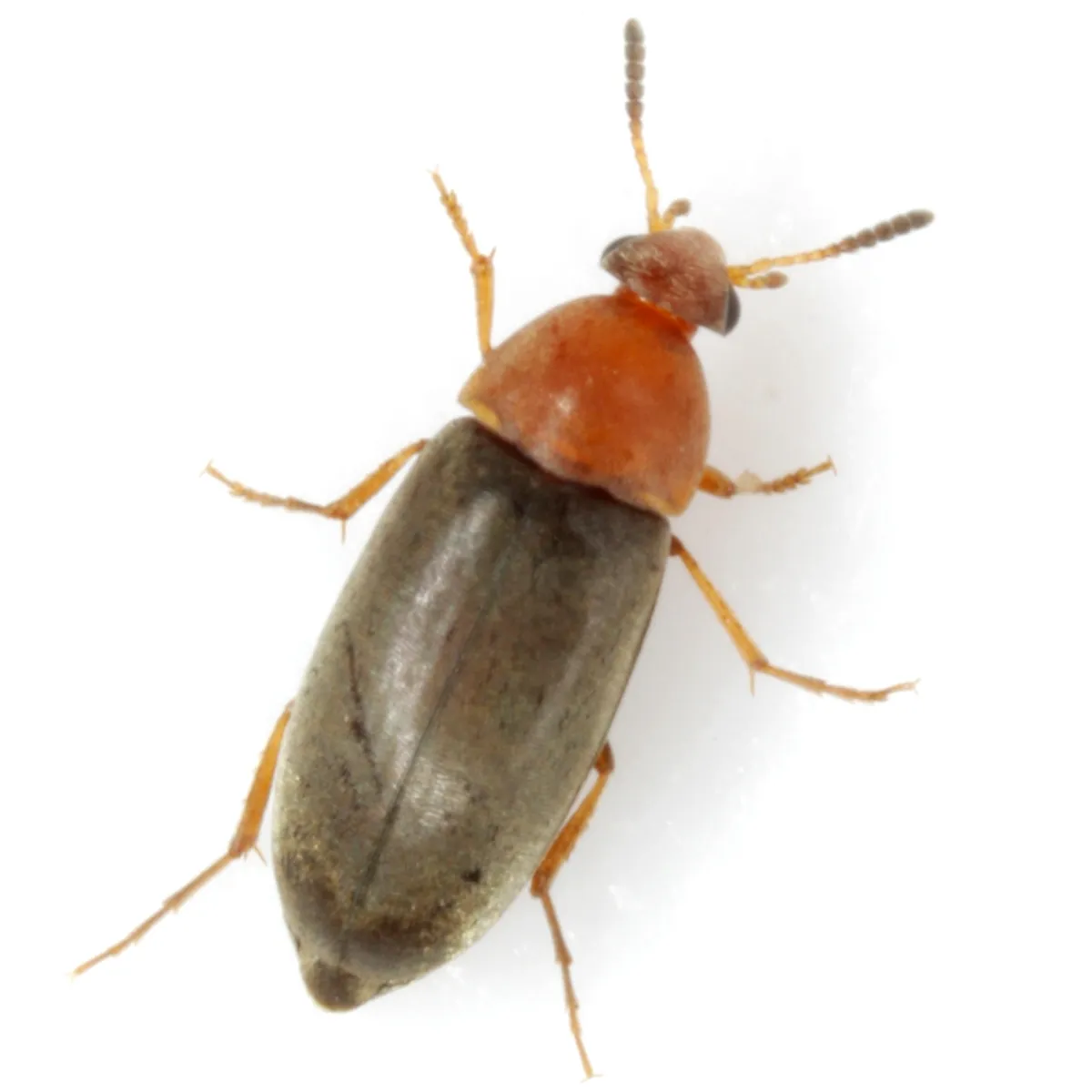 Pentaria dispar - photo 2
