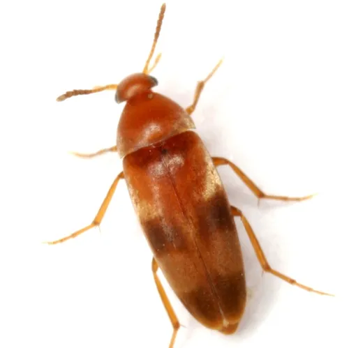 Pentaria trifasciata - photo 3