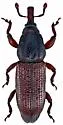 European Wood Weevil - Pentarthrum huttoni