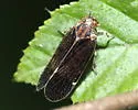 Pentastiridius cinnamomeus