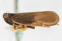 Pentastiridius cinnamomeus - photo 2